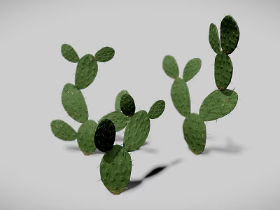 Realistic Green Cactus 3D Model With Multiple Flat Pads On White Background 3d model