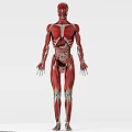 Man 3D Anatomical Model Showing Muscle Structure And Internal Organs 3d model