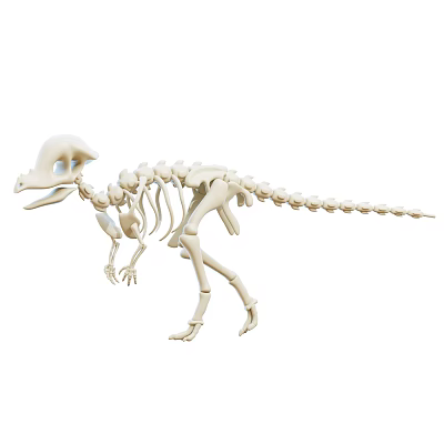 Modern Dinosaur Skeleton Cartoon Skeleton 3d model