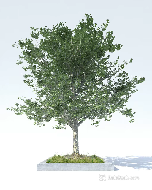 Single Healthy Arbor with Lush Green Foliage and Strong Wooden Trunk 3d model 