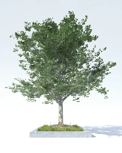 Single Healthy Arbor with Lush Green Foliage and Strong Wooden Trunk 3d model