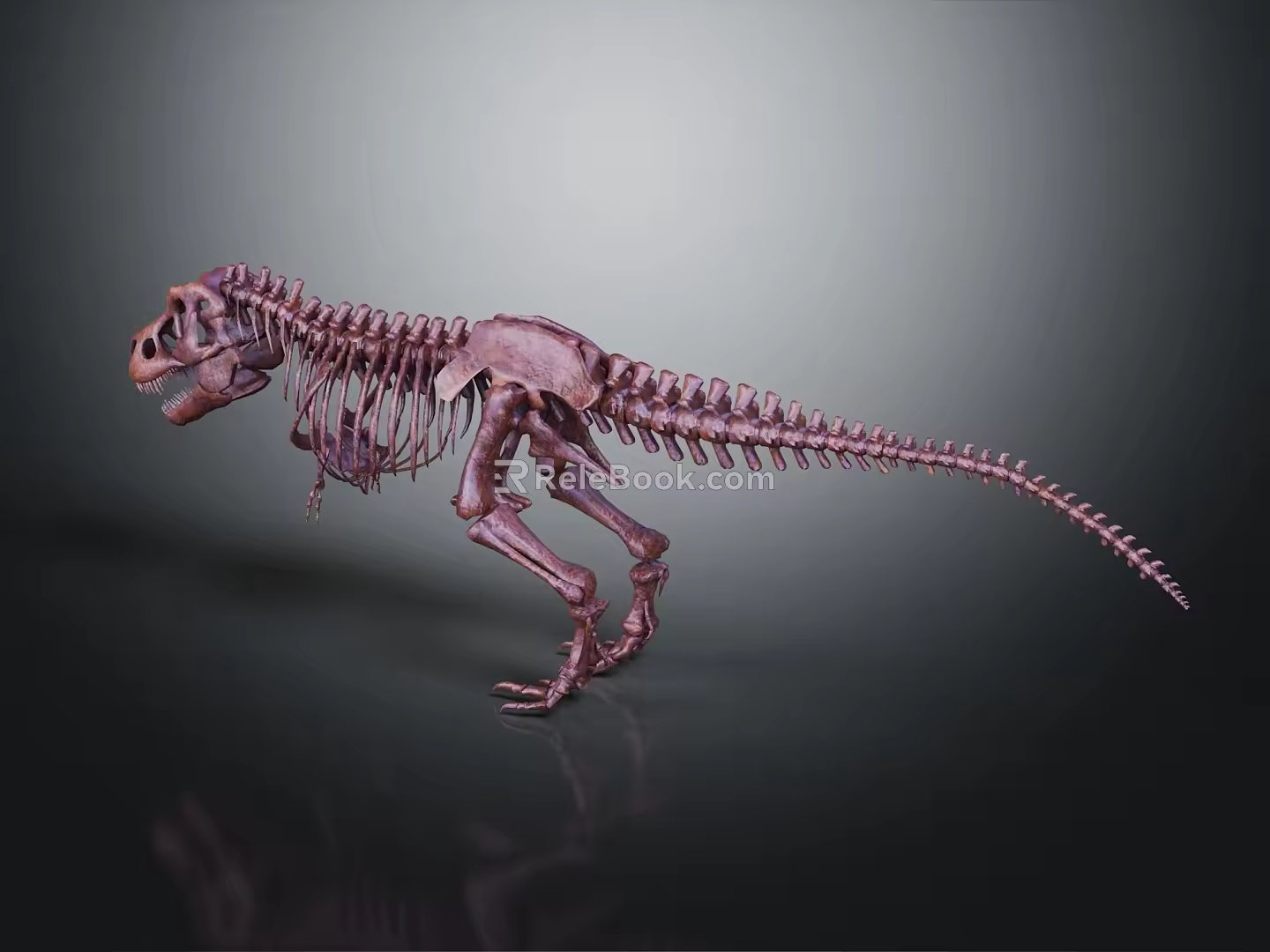 Modern skeleton dinosaur skeleton dinosaur fossil 3d model