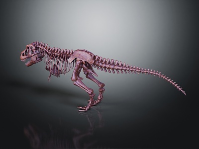 Modern skeleton dinosaur skeleton dinosaur fossil 3d model