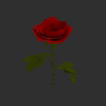Red Rose in a Vase with Green Leaves and Gray Background