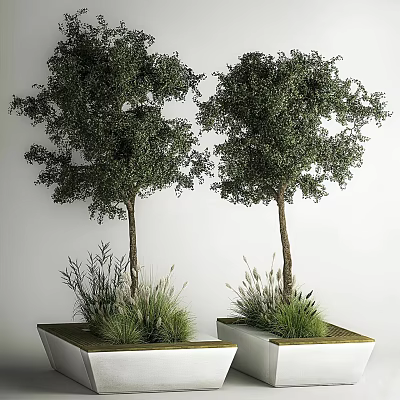 Two Green Leafy Shrubs with Tree Trunks and Grass Beside Planted in White Square Planters 3d model