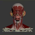 Medical Device 3D Model of Head Muscle and Skeletal Structure