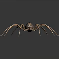 Close Up View Of Spider With Long Thin Legs And Patterned Body On Gray Background