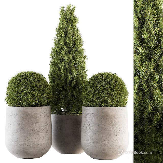 Bonsai Potted Plants with Round and Cone Shapes in Concrete Pots 3d model 