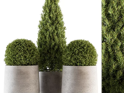 Bonsai Potted Plants with Round and Cone Shapes in Concrete Pots 3d model