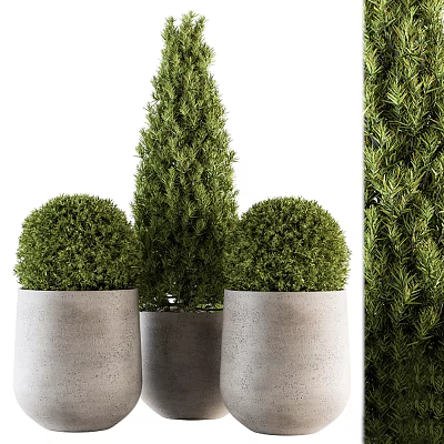 Bonsai Potted Plants with Round and Cone Shapes in Concrete Pots 3d model