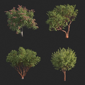 Cracked olive tree red trunk Taiwan Luan tree flower tree landscape tree 3d model