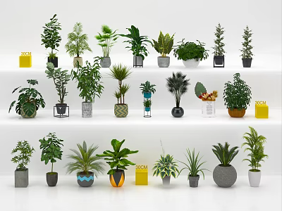 Various Bonsai and Potted Plants with Decorative Pots Displayed on Shelves 3d model