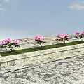 Pink Flowering Plants Growing On Stone Platform With Stone Paved Ground And Blue Sky Clouds