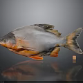Silver And Orange Fish With Reflection On Gray Background And Small Cube