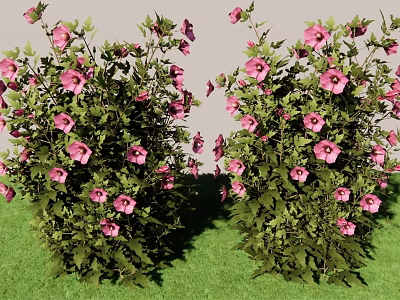 Vibrant Garden Shrub With Lush Green Foliage And Pink Blooms In Landscaped Yard 3d model