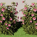 Vibrant Garden Shrub With Lush Green Foliage And Pink Blooms In Landscaped Yard