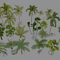 Different Species of Arborescent Trees with Varied Foliage and Stones