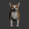 Adorable Brown And White Corgi Standing On Black Surface With Reflection 3d model