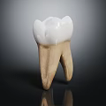 Detailed Human Tooth Organ 3D Model With White Crown And Natural Root Structure