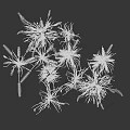 Dry Golden Grass With Clustered Growth Slender Stems And Spike Like Tops