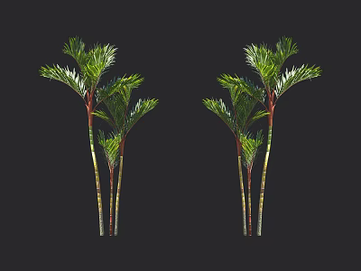 Lush Tropical Palm Trees With Striped Trunks Green Fronds On Black Background 3d model