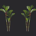 Lush Tropical Palm Trees With Striped Trunks Green Fronds On Black Background