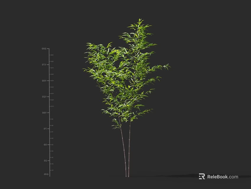 Lush Bamboo Plant With Green Foliage And Height Measurement Scale 3d model 