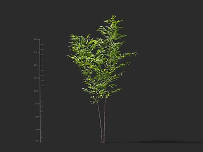 Lush Bamboo Plant With Green Foliage And Height Measurement Scale 3d model