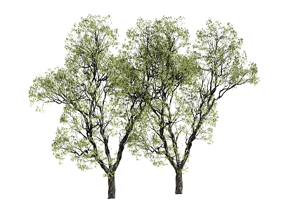 Two Green Leafy Trees With Dense Foliage And Thick Branches 3d model