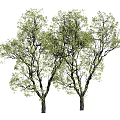 Two Green Leafy Trees With Dense Foliage And Thick Branches 3d model