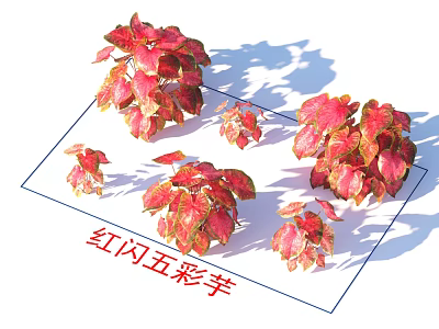 Red Flash Caladium Plants With Vibrant Red And Pink Decorative Leaves 3d model
