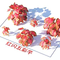 Red Flash Caladium Plants With Vibrant Red And Pink Decorative Leaves