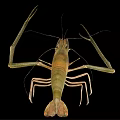 Freshwater Shrimp With Long Antennae And Detailed Body Structure Isolated On Black Background