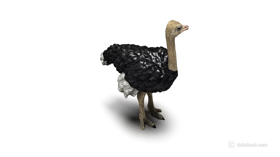 Standing Ostrich With Black Feathers And Long Neck In White Background 3d model 