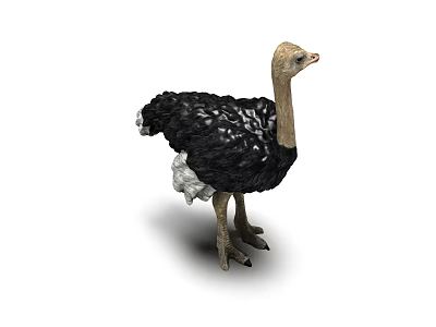 Standing Ostrich With Black Feathers And Long Neck In White Background 3d model
