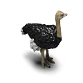 Standing Ostrich With Black Feathers And Long Neck In White Background