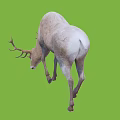 Light Colored Deer With Antlers Bending Head On Green Background