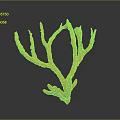Red Coral Decorative Piece Displaying Branched Structure Against Dark Background