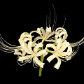 White Spider Lily With Long Filament Petals On Black Background