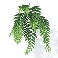 Bonsai Potted Plant With Green Long Slender Leaves And Hanging Foliage