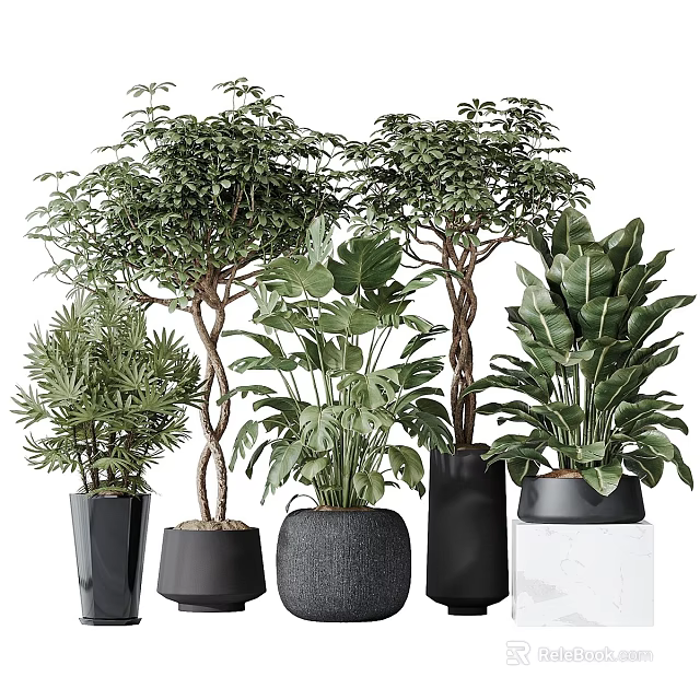 Bonsai Potted Plants With Lush Tropical Foliage In Black Gray Ceramic Planters For Indoor Decor 3d model 