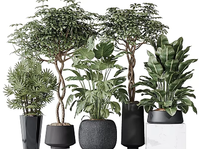 Bonsai Potted Plants With Lush Tropical Foliage In Black Gray Ceramic Planters For Indoor Decor 3d model