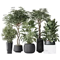 Bonsai Potted Plants With Lush Tropical Foliage In Black Gray Ceramic Planters For Indoor Decor