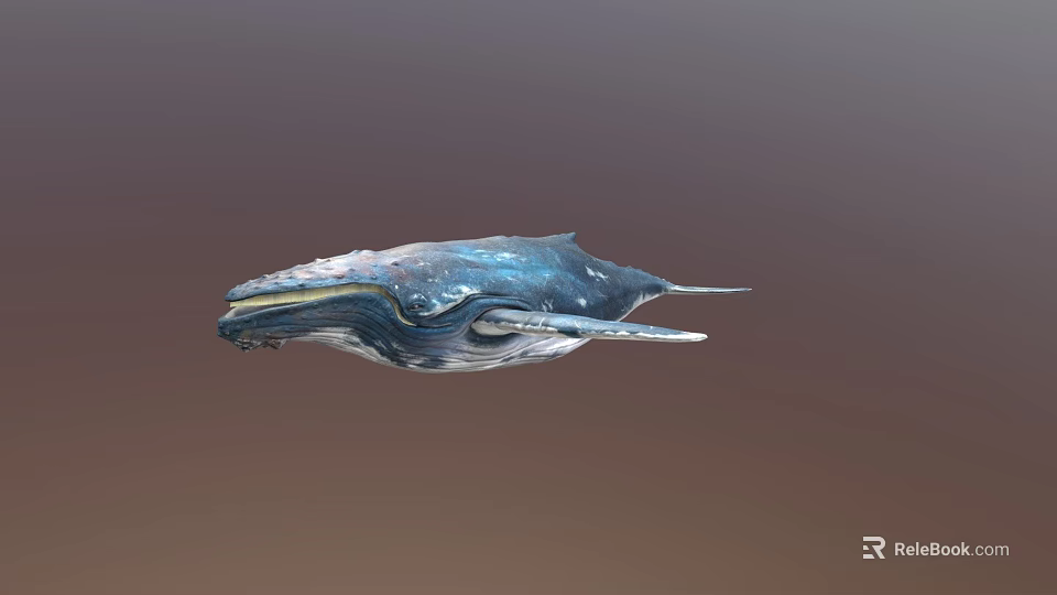 Realistic Blue White Whale with Textured Skin in Gradient Background 3d model 