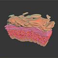 Medical Device 3D Visualization Of Skin Tissue Section With Multilayer Cellular Structure 3d model