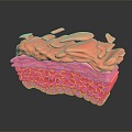 Modern skin structure Epidermal cross section Human skin Skin tissue 3d model