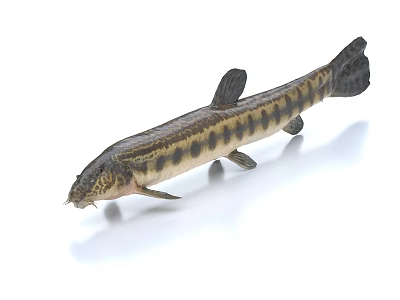 Striped Freshwater Fish With Elongated Body And Dark Patterns In Natural Habitat 3d model
