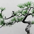 Bonsai Pine Trees With Curved Trunks Green Foliage In Gray Pots On Red Wooden Stands