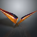 Flying Animal Butterfly With Orange Purple Iridescent Spread Wings On Grey Background