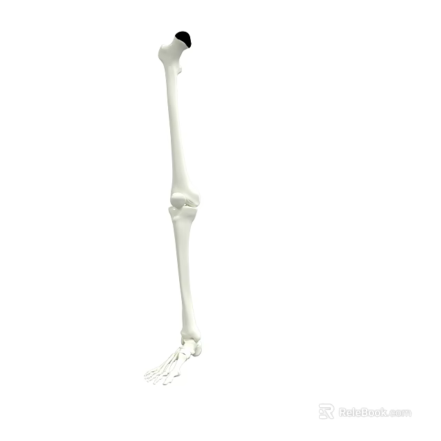 Man Leg Bone Anatomical Model Showing Detailed Skeleton Structure For Medical Study 3d model 